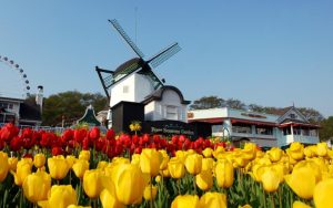 Lễ hội hoa Tulip - Tận hưởng bầu không khí mùa xuân đầy màu sắc